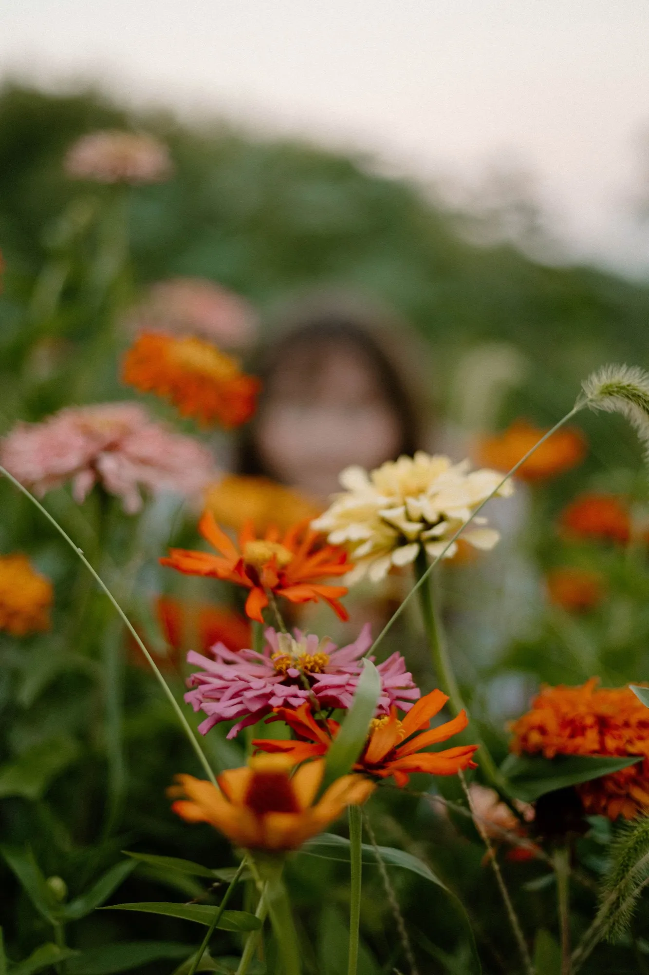 Colorful flowers in bloom