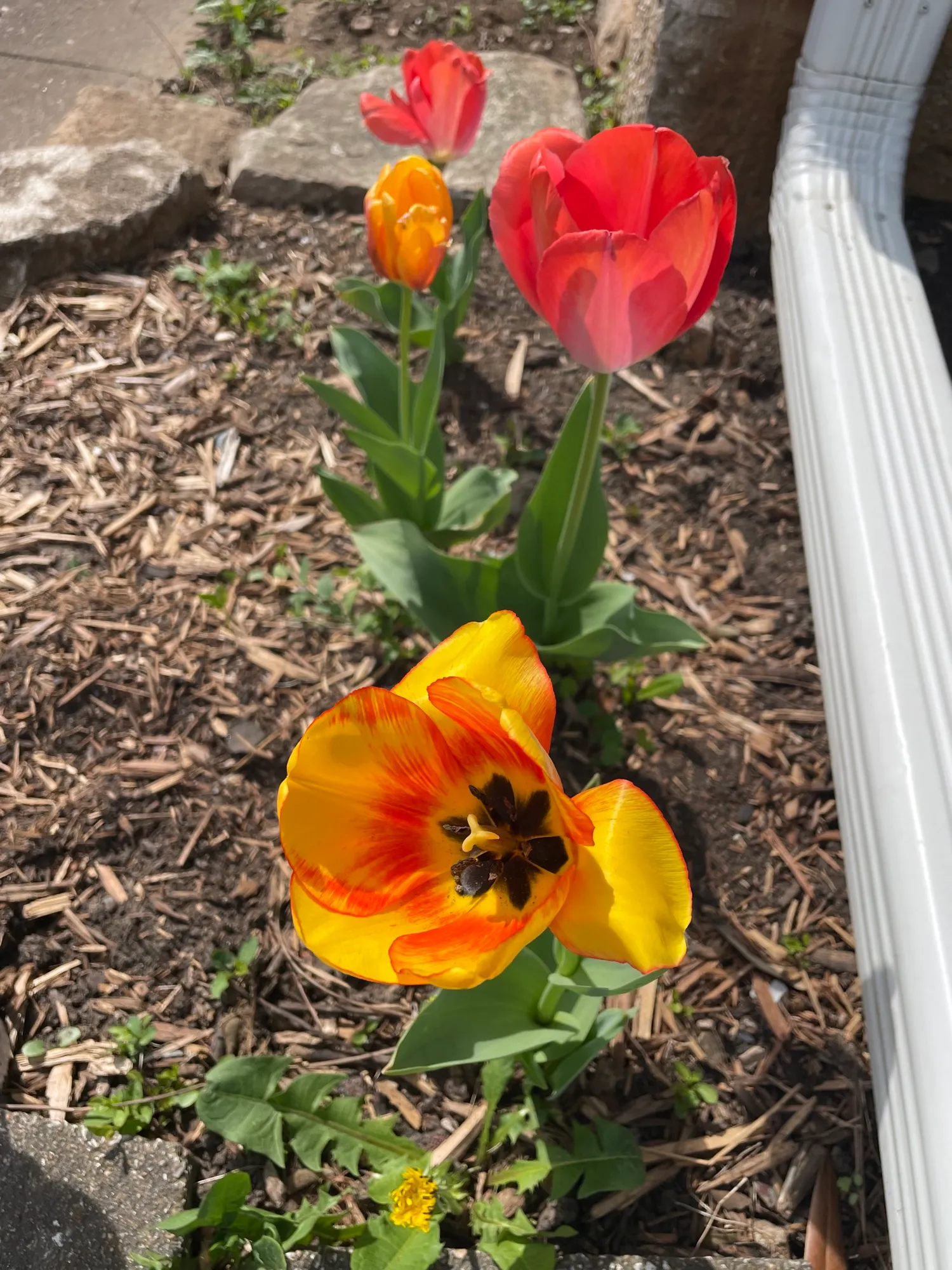 Tulips blooming in a garden bed