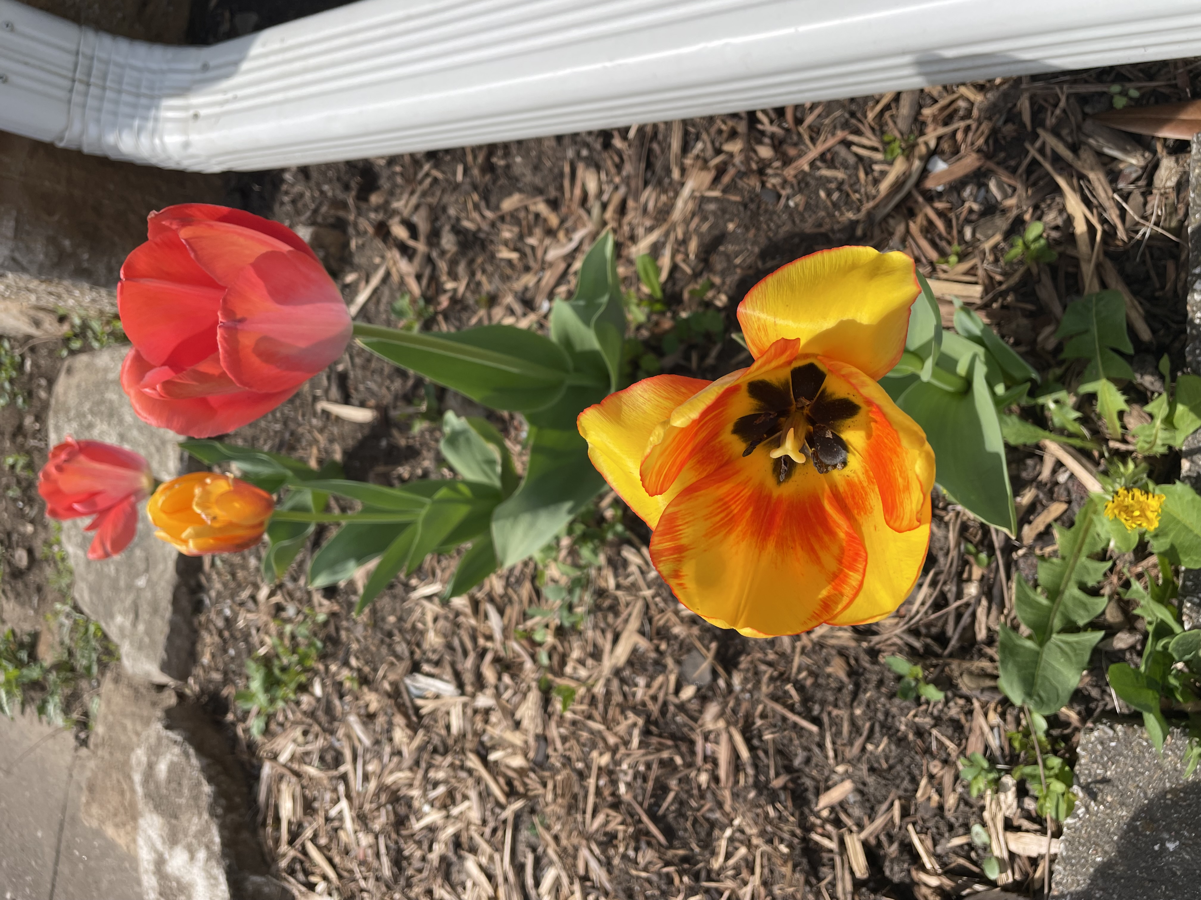 Tulips blooming in a garden bed